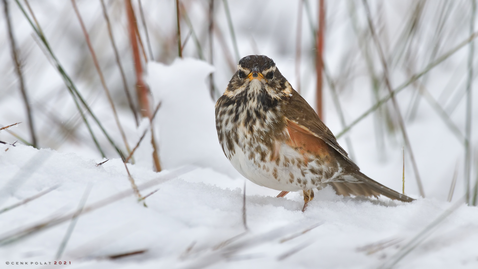 Redwing